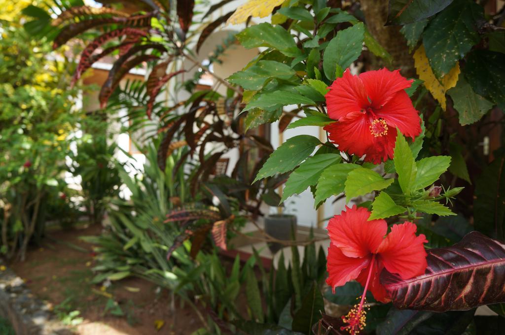Tandem Guesthouse Хиккадува Экстерьер фото